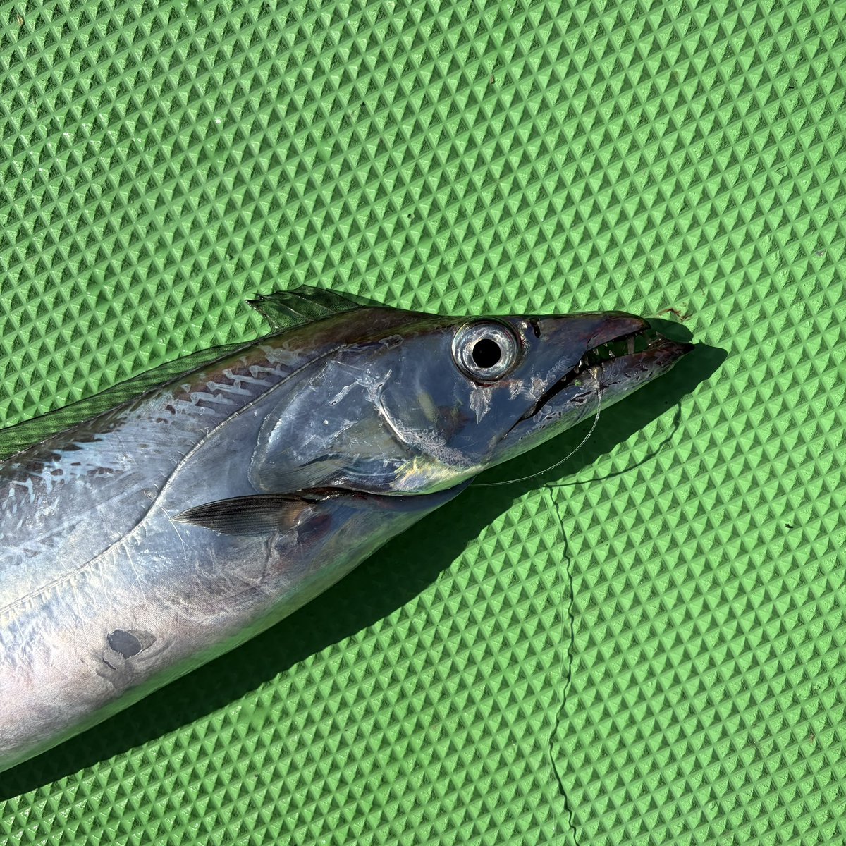 tomorimo's tweet image. メーターサイズでツヌケ😁
もう充分👌