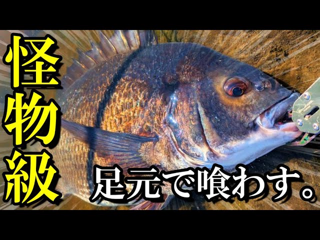 53cmクロダイ釣れた動画
youtu.be/NF5gAuVmqOc