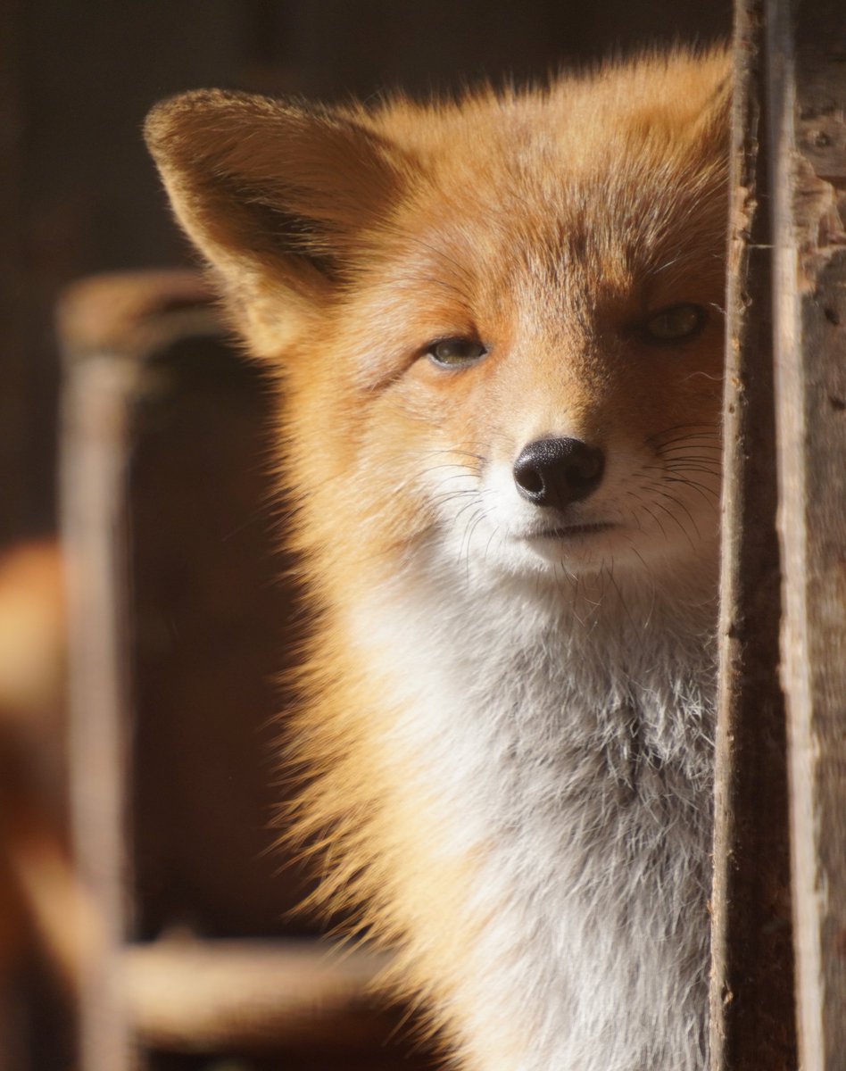 animal0_zoo's tweet image. じとーーー