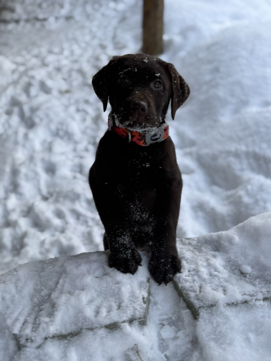 I may not post much on this site these days, but not bc I don’t value my #SparkleLounge friendships! I’m just trying to keep up with our family, farm, and everyday life. Miss you all! What’s everyone been up to? I’ve been up to: coos, a litter of puppies, and a new grandbaby!