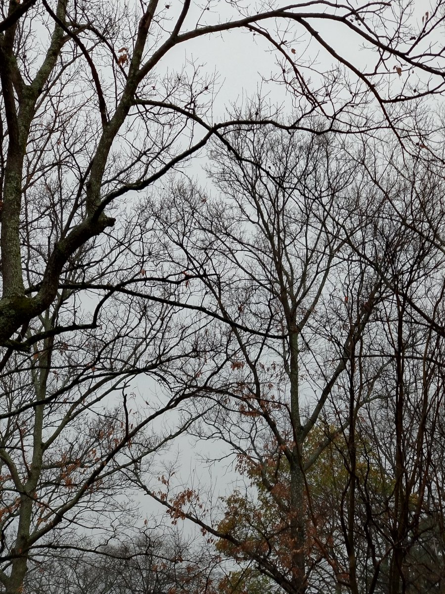 brokenburgh's tweet image. 寒林や手をうてば手のさみしき音
柴田白葉女(しばたはくようじょ)
　　　　　(1906〜1984兵庫県)