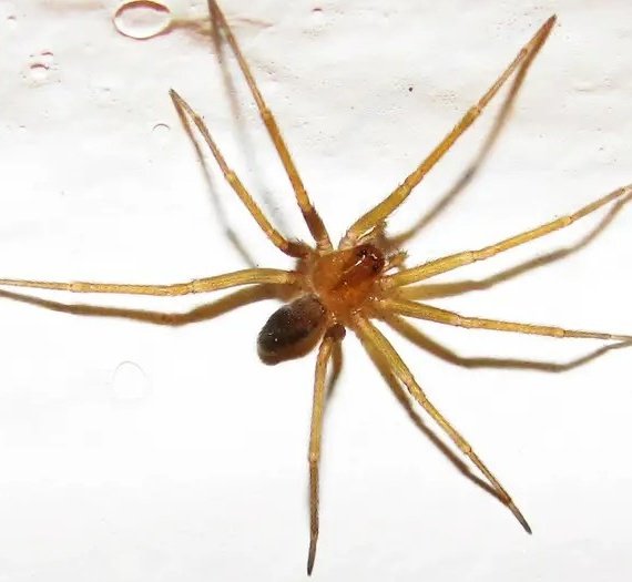 Ffloresgump's tweet image. Respecto de Ximena Rincón, hay que distinguir

Arácnido                                Parásito