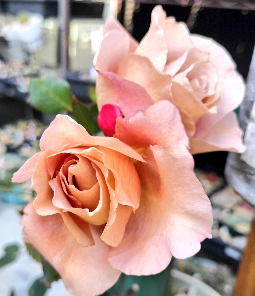 TanikuriT's tweet photo. やっとバラの開花が見れたー🌹なかなかタイミング合わなくて💦多肉も紅葉でバラに負けないくらいキレイになってる😊でも今年は秋の植え替え遅かったから紅葉してる子少ないなぁ。  #多肉  #バラ  #モンブラン https://t.co/EBG8jGseLY
