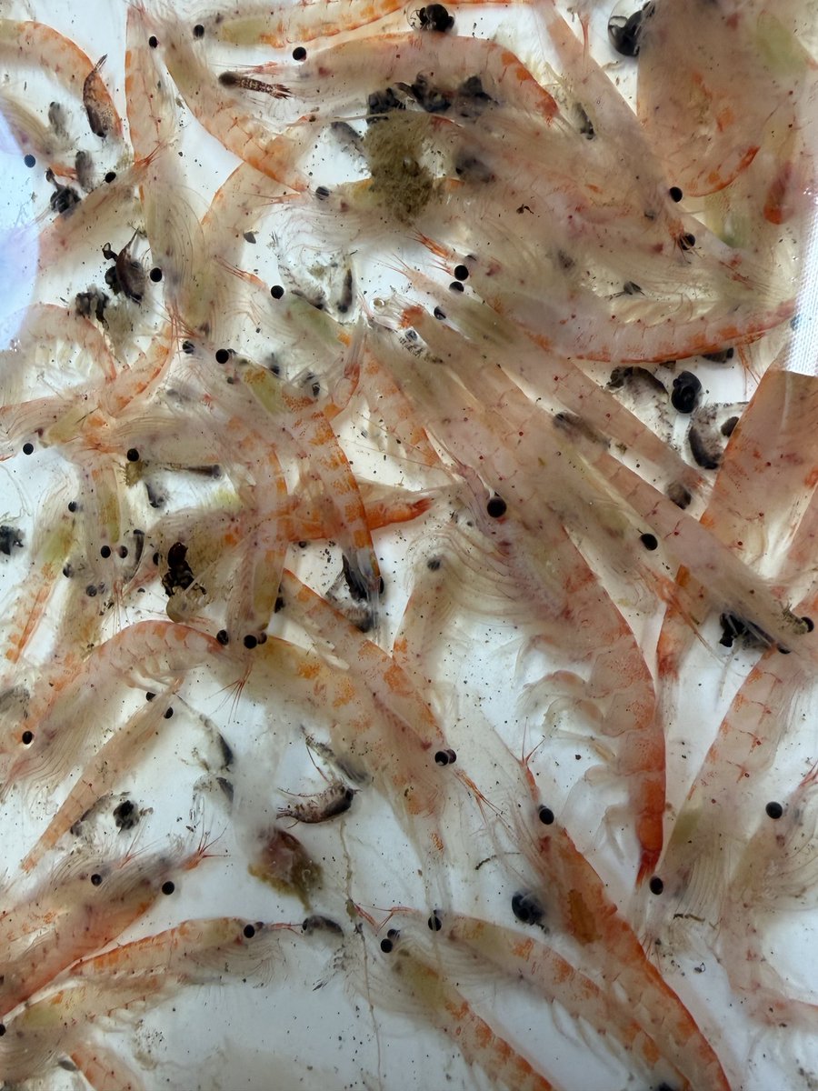 Yuuki Niimi tweet media