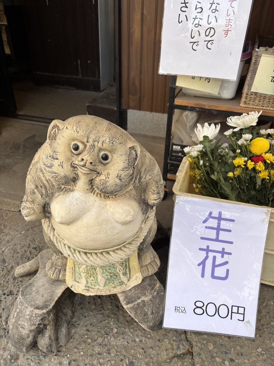 こんにちは(」・ω・) #たぬき #タヌキ