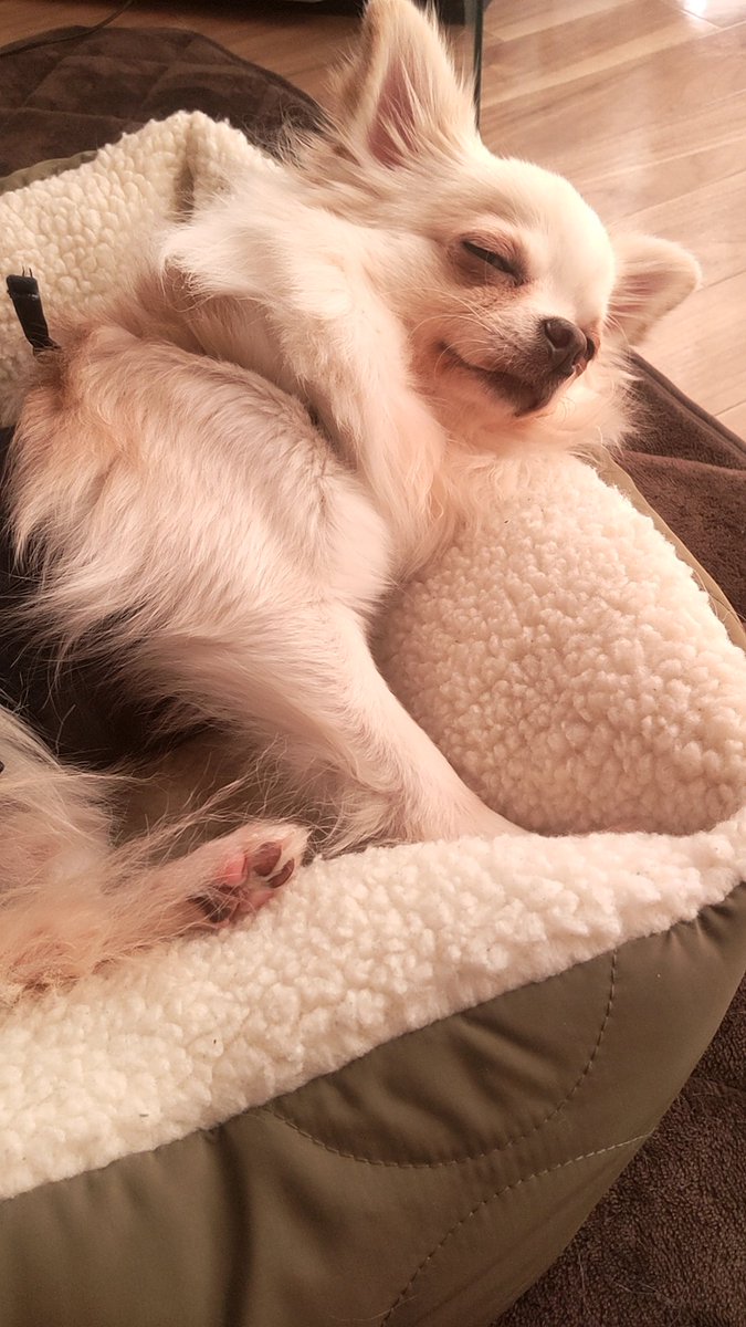 1/17 審査対象🐕🍀
#RP希望

お昼寝中の1枚💤
年齢重ねるごとに可愛さ増してくるよなぁ…(*´`)♡
個人的には結構ベストショットな1枚だと思ってます( ˶ｰ̀֊ｰ́˶)笑
では今日もゆったり枠でお待ちしてます🙆‍♀️

#MissBouquet
#ミクチャ
#KURAUDIA
#アルファブランカ