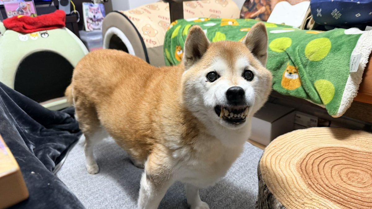 柴犬ハナ tweet media