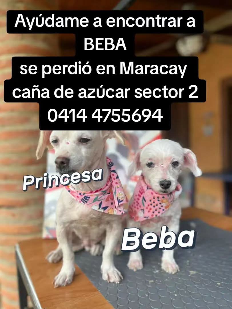 Se busca a Beba en Caña de Azúcar Aragua