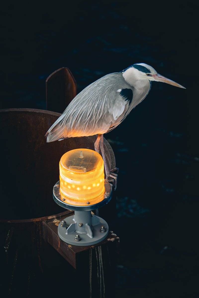 Semashi📸 tweet media