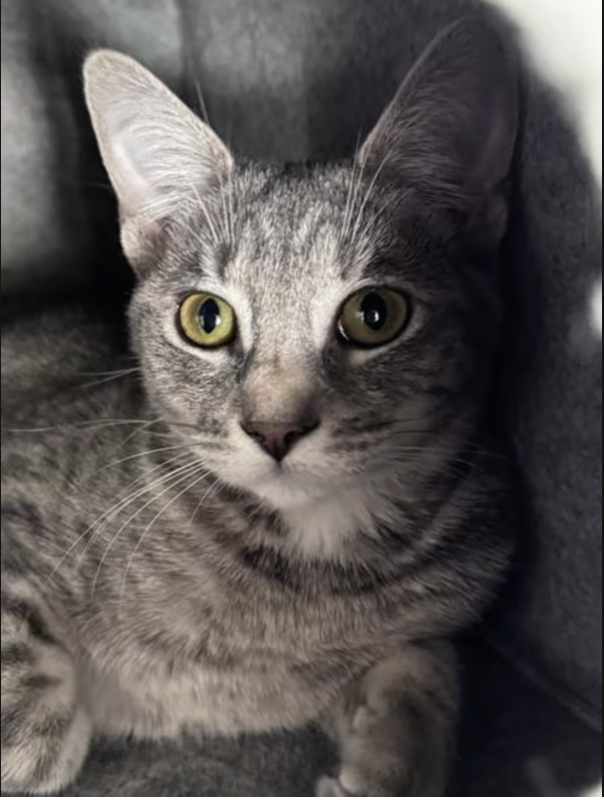 Adoptable Rescue Cats in California tweet media