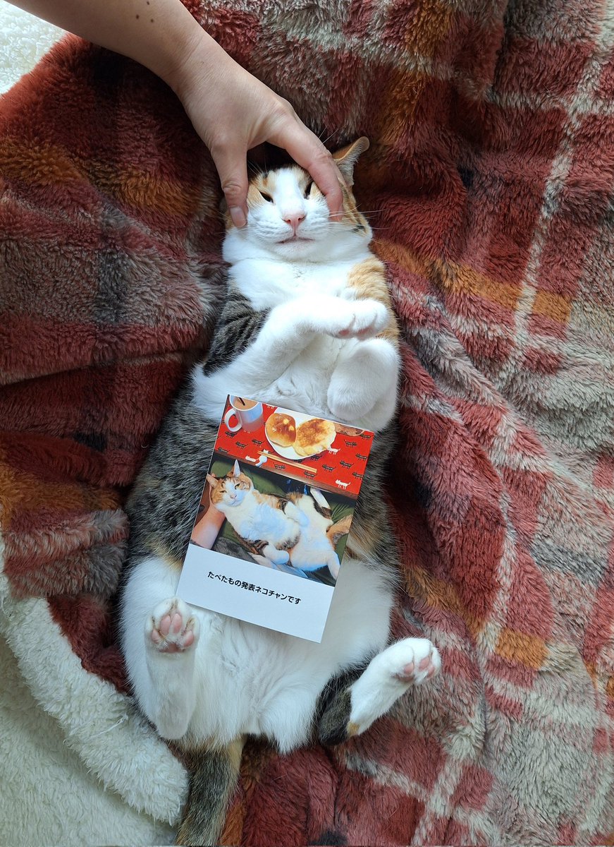 にこちゃまちゃんぬる tweet media