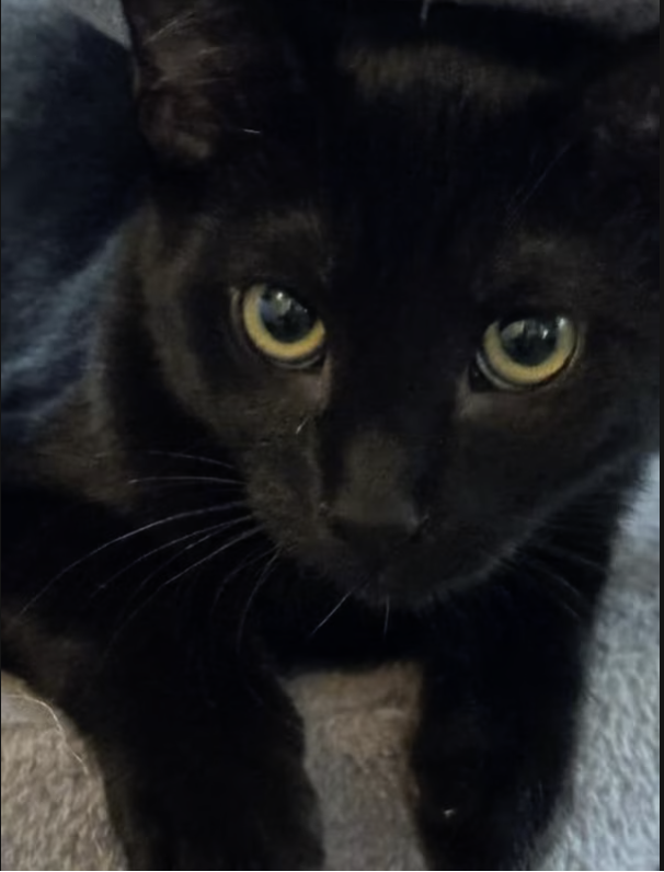 Adoptable Rescue Cats in California tweet media