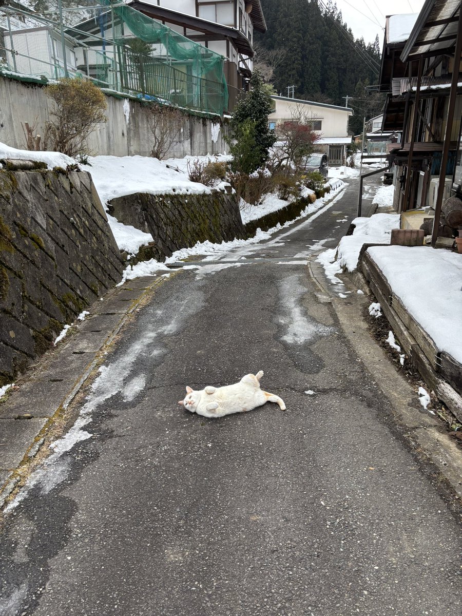 don_guri_gura's tweet image. 田舎みち。振り返れば 猫落ちてる