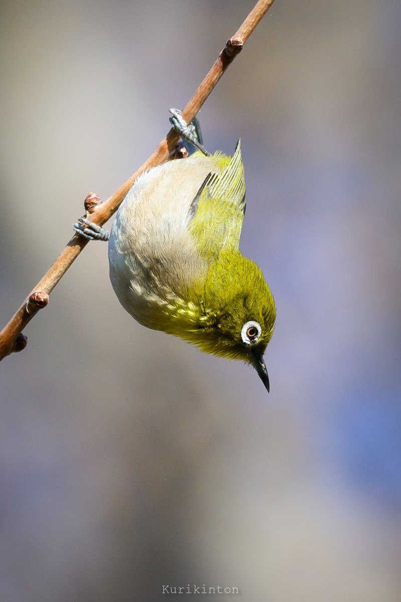 栗マロン (@marron93marron) / Posts / X