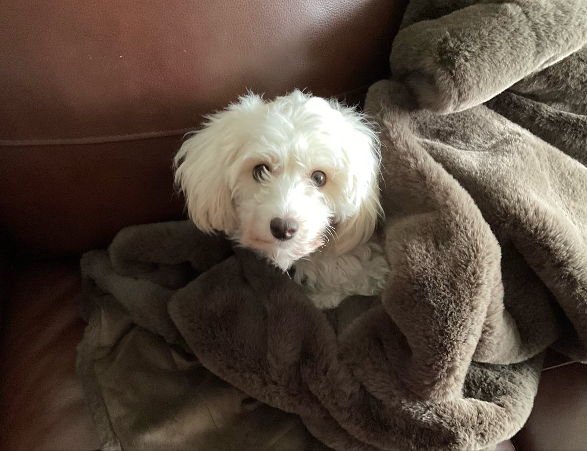 Alida Antonia tweet media