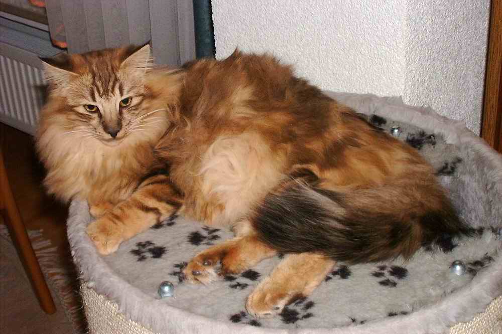 This might just be Mothwing