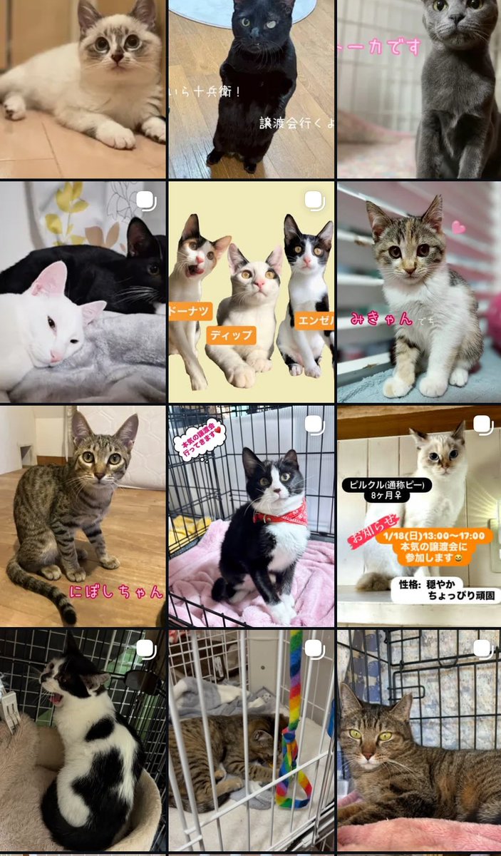 本気の譲渡会、明日です！
子猫から成猫まで20匹以上の猫たちが参加します😊是非会場まで足をお運びください！