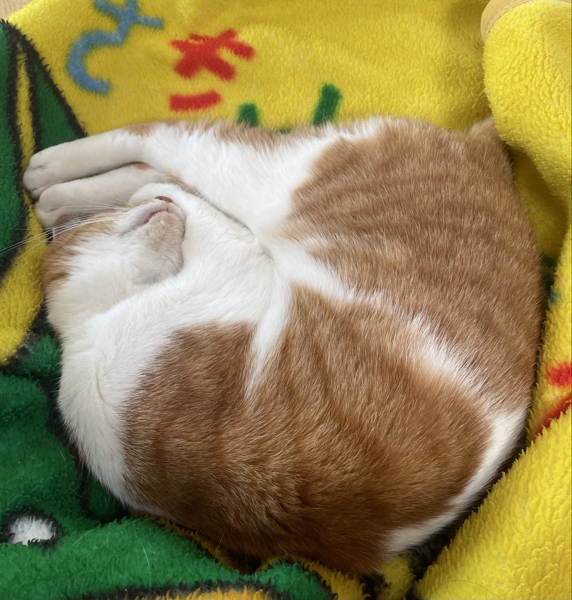 アンモニャイト🌀