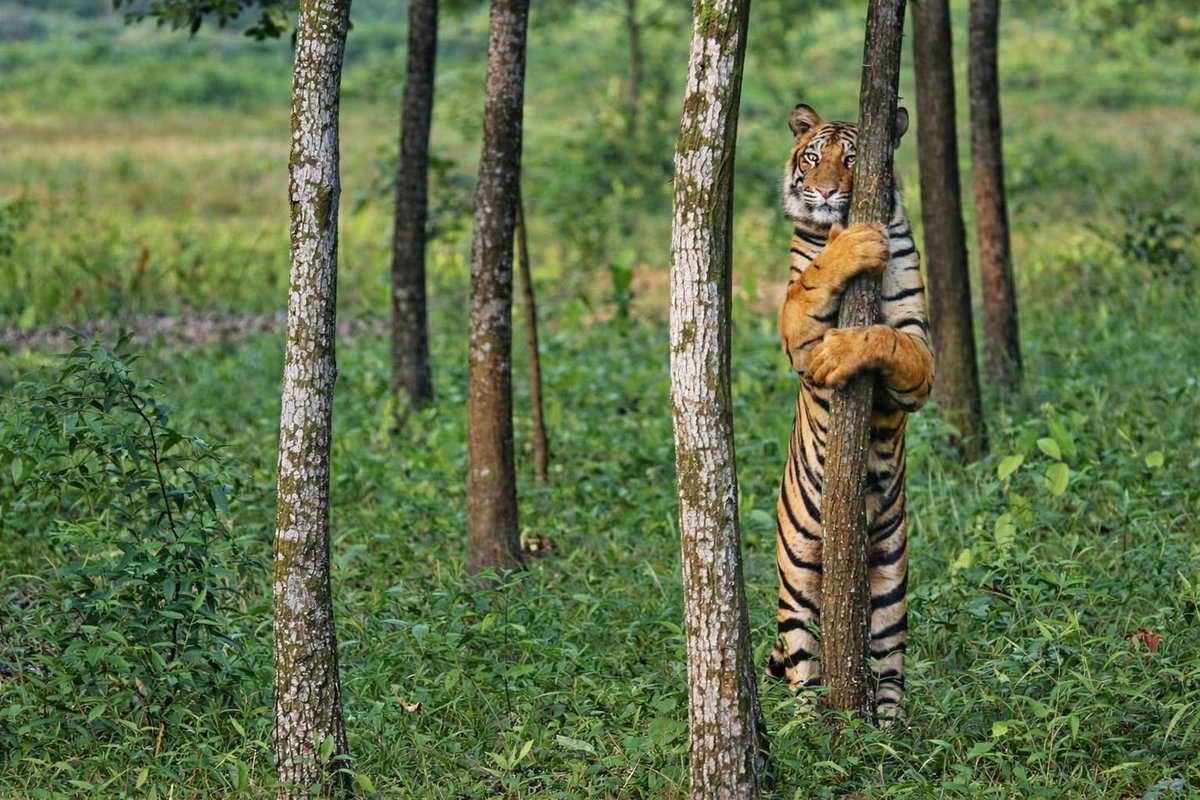 BAagH(Tiger) BD🐯 tweet media