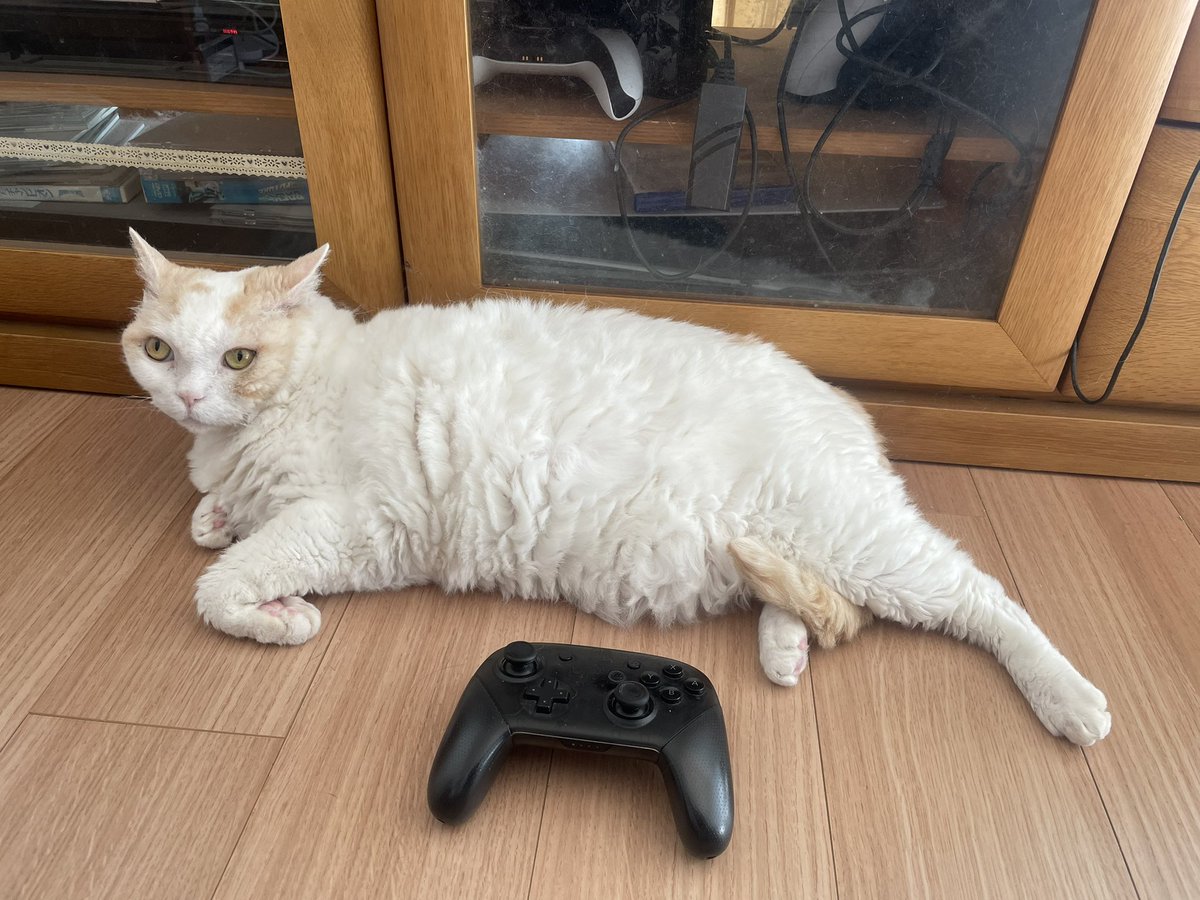 柑橘姉弟 (@bsZKjGHQ6tEz2o9) / Posts / X