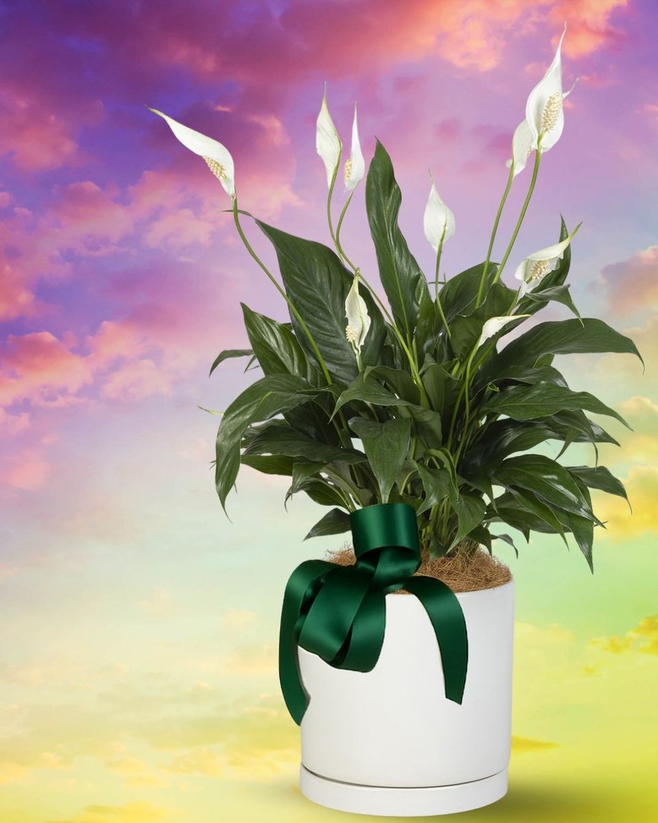 Interflora Australia tweet media