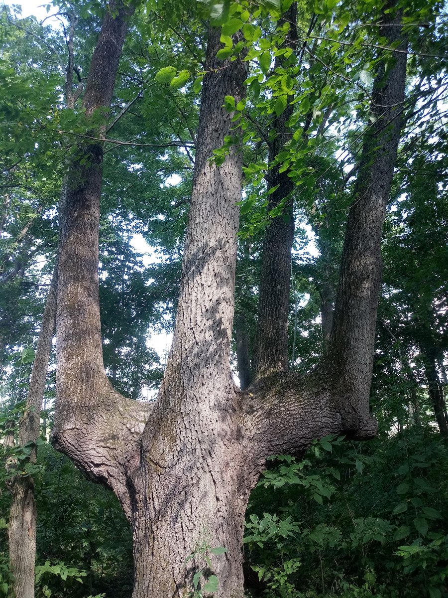 Recent Adventure Times