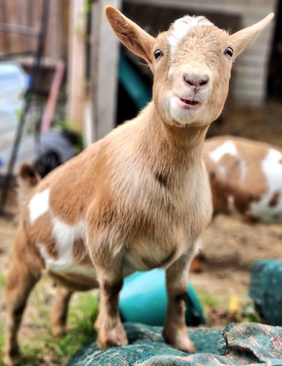 🐐Winston🌈Thatcher🌈Domino, Walnut, Jasper🐐 tweet media