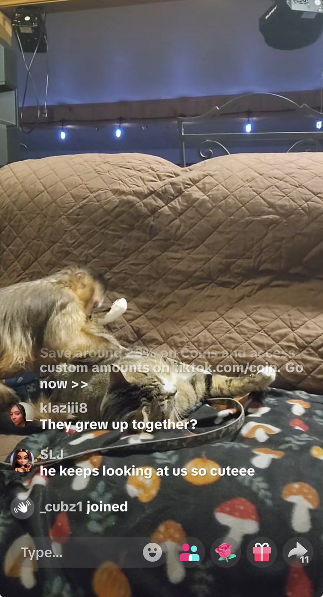 Only TikTok will take you to a live where a monkey is grooming a cat😂