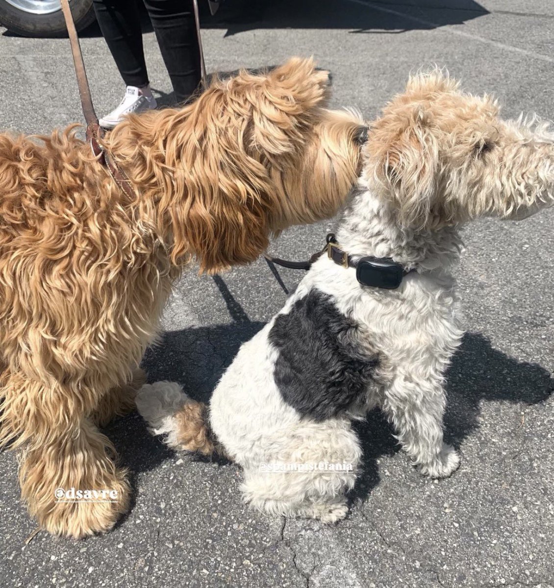 justspampi tweet media