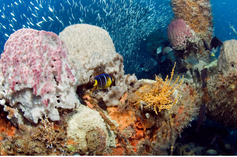 National Marine Sanctuary Foundation tweet media
