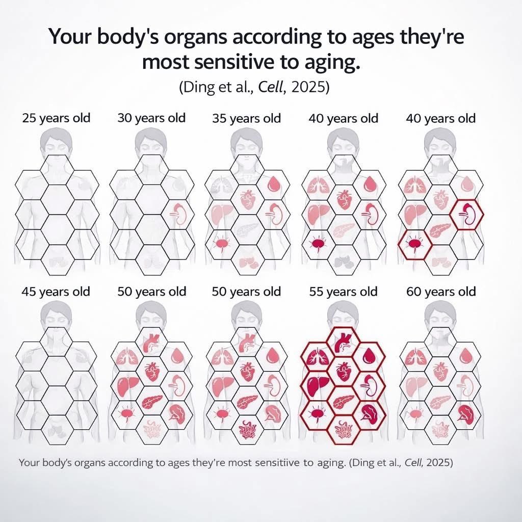 "โรครุมเร้า" หรือความเสื่อมถอยของร่างกาย ไม่ได้เกิดขึ้นทีเดียว แต่มีจุดเปลี่ยนและลำดับการเสื่อม

1. อวัยวะเริ่มเสื่อมตั้งแต่อายุ 30 ปี (ระยะเริ่มต้น)
หลอดเลือดแดงใหญ่ (Aorta) เป็นอวัยวะแรกๆ ที่แสดงสัญญาณความเสื่อมชัดเจน ซึ่งหลอดเลือดเปรียบเสมือน "ศูนย์กลางการแก่ตัว" (Aging Hub)