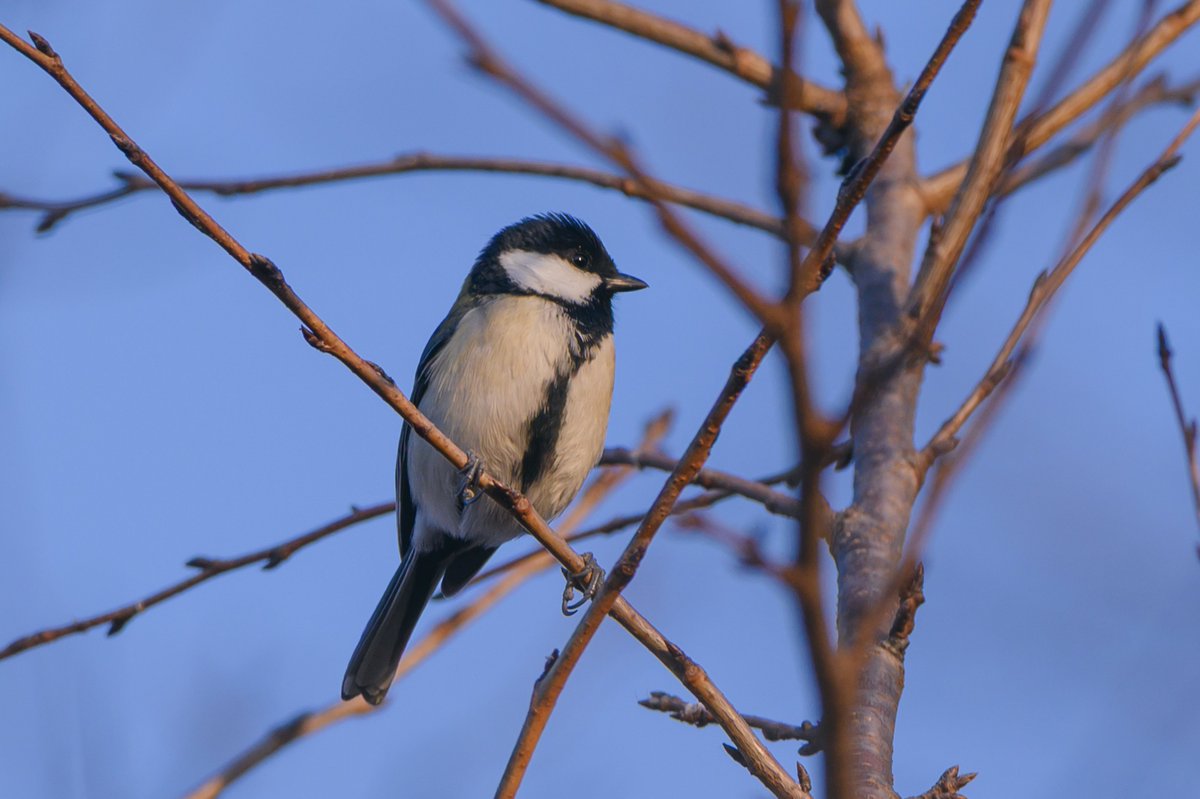 2026年1月16日(金) 高い木の枝にいてちょっと遠め、黄昏れる