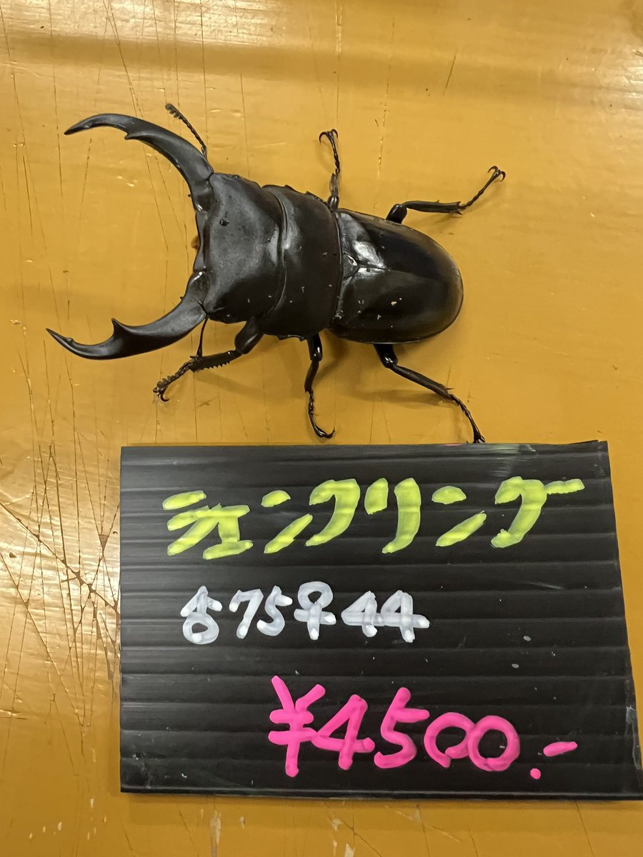 シェンクリングオオクワガタが入荷 ペア3500円〜 ♀単品980円 #ホビー