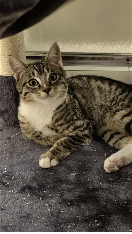 AdoptRescueCats's tweet image. Adopt Scamp in #CastroValley, CA!  Courtesy Post for Angus &amp;amp; Friends Cat Rescue.  More info at angusandfriendscatrescue.com
#adoptdontshop #BayArea #cats
