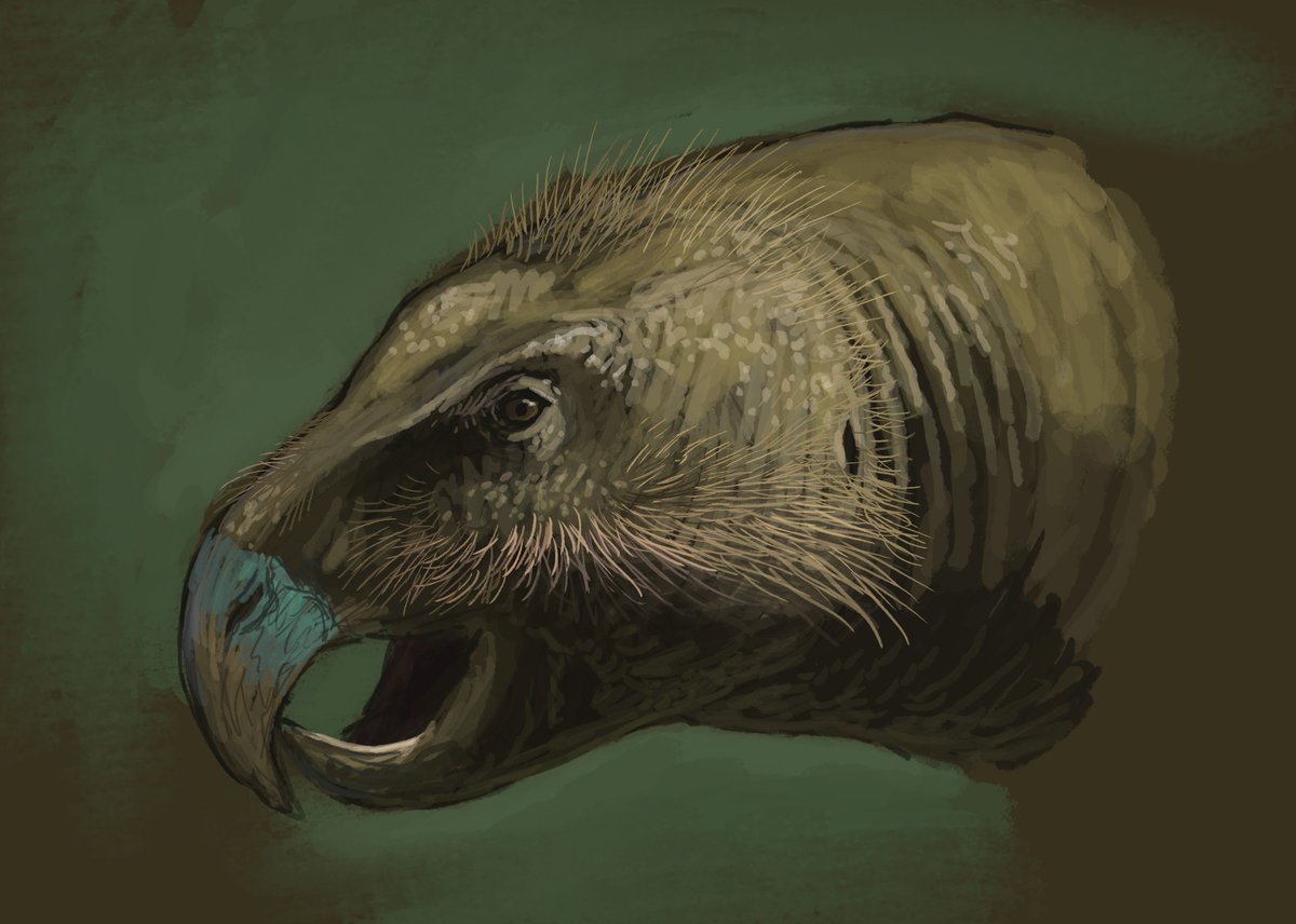 JoschuaKnuppe's tweet image. Results from the Flocking #paleostream!
Tapejara, Ajkaceratops, Hoplitomeryx and Protoceratops