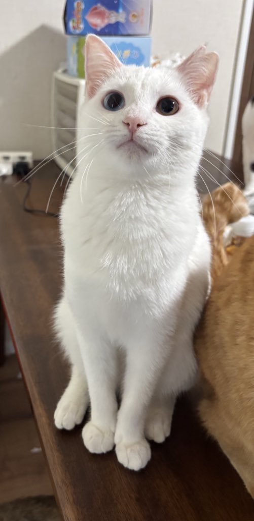 ←去年11月保護時
現在→

ふっくらしたなぁ