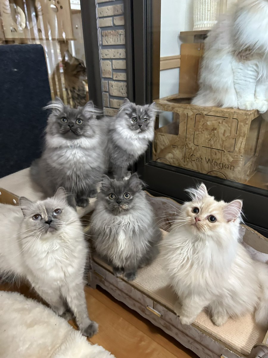 猫かふぇジュエリー(猫ママ) (@nyan_jewelry) / Posts / X