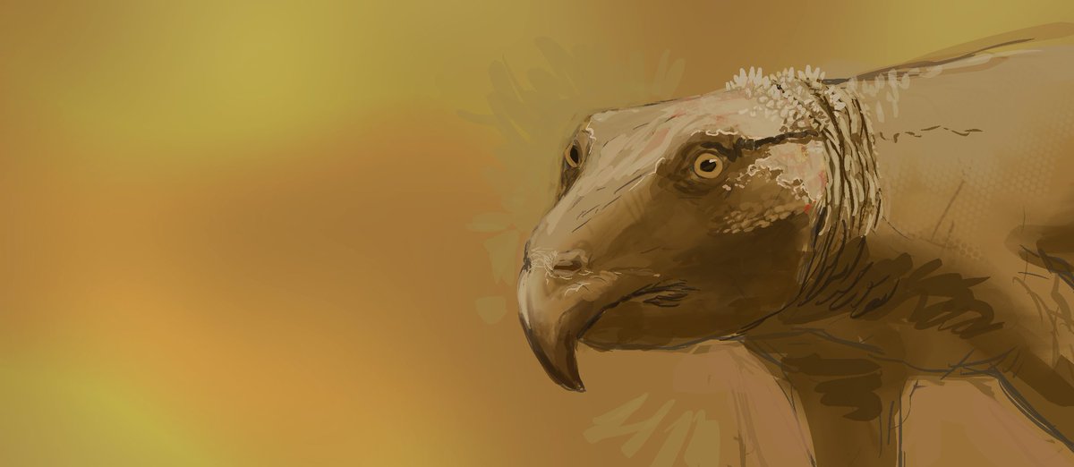 GaelCasart's tweet image. 2nd  #paleostream after a while of not being able to attend

Featuring 30 min sketches of 
Tapejara, Ajkaceratops, Hoplitomeryx and Protoceratops in an oasis