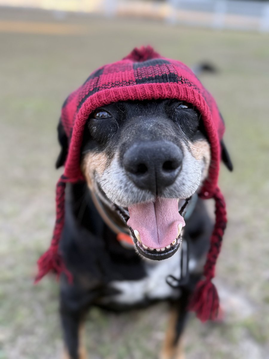 catturd2's tweet image. Old Pedro still likes his hat when it’s cold lol. 

That’s a good boy.