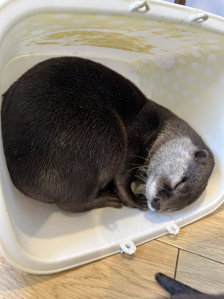AsakusaHarry's tweet photo. らいくんお気に入りの場所🧺

 #カワウソ #カワウソカフェ #otter #ottercafe https://t.co/Dbo9l7993e