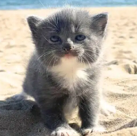 good_trencher's tweet photo. this cute cat Slug is going Viral on Reddit

the creator has posted a lot about it

calling him the "floofy Smol Kitty"

look at the amount of engagement in a day:

https://t.co/8pk4YTs1rT https://t.co/ghLMVQXpAI