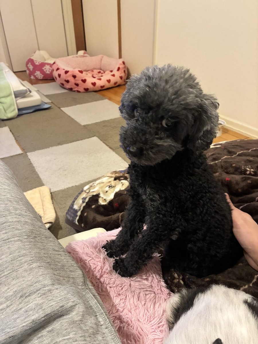 bulbsof's tweet image. 今日の朝まで元気だったのに、急に立てなくなって病院連れて行ったけど手遅れだった
受け入れられない　たった11年の命だった
5歳の時に来たから一緒にいられた期間はたった6年だよ　まだまだ一緒にいたかったよ
朝起きたり仕事から帰ってくると大喜びしてくれたあっちゃん　ずっと大好きだよ