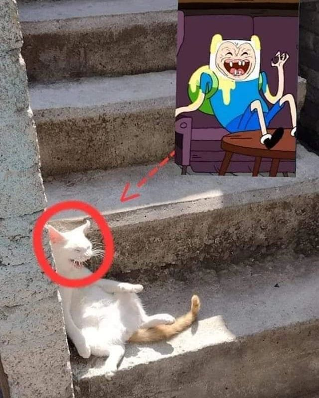 PunchingCat's tweet image. 