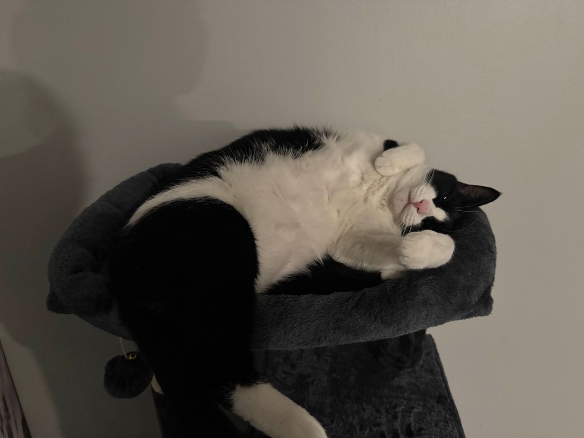 servalpirate's tweet photo. got a couple cats https://t.co/52QEcLD9GE