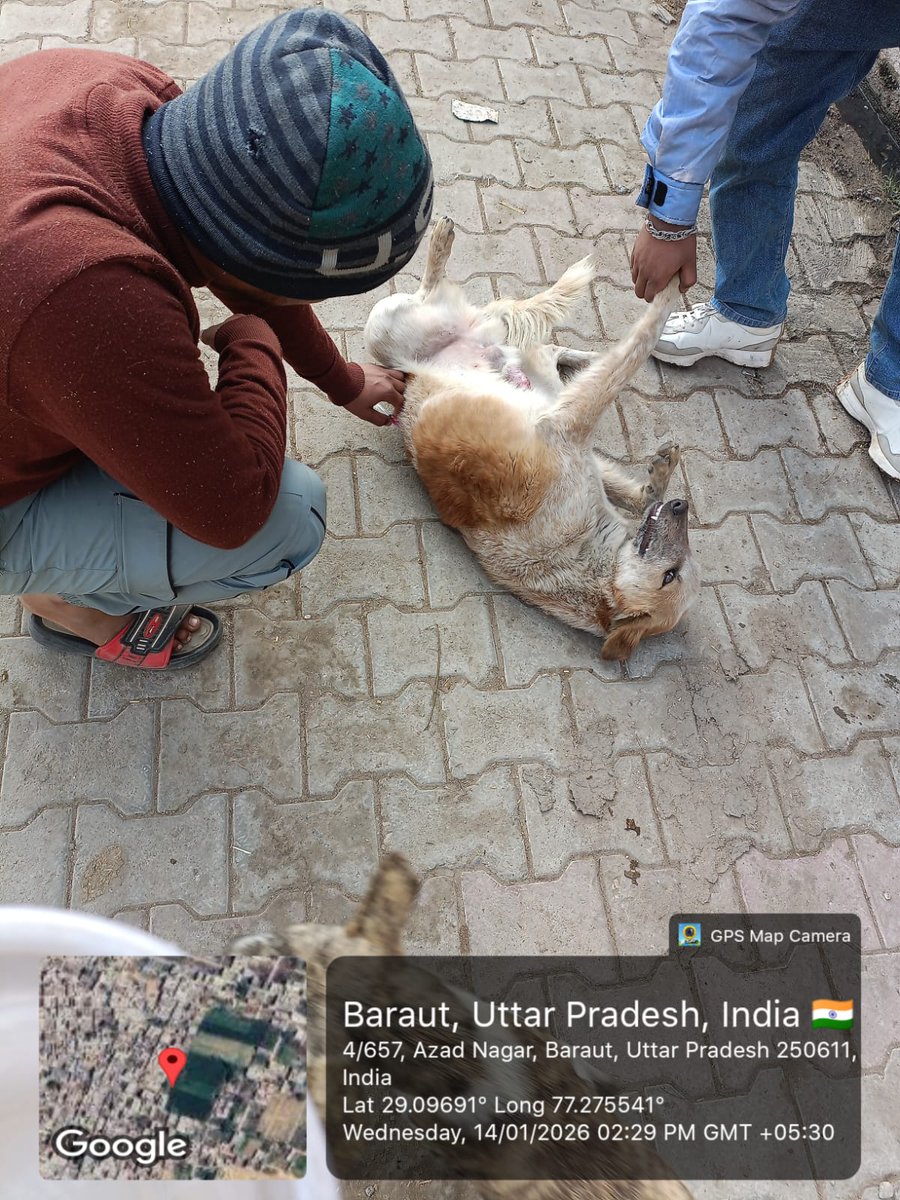 Animal Welfare Volunteers, Baghpat tweet media