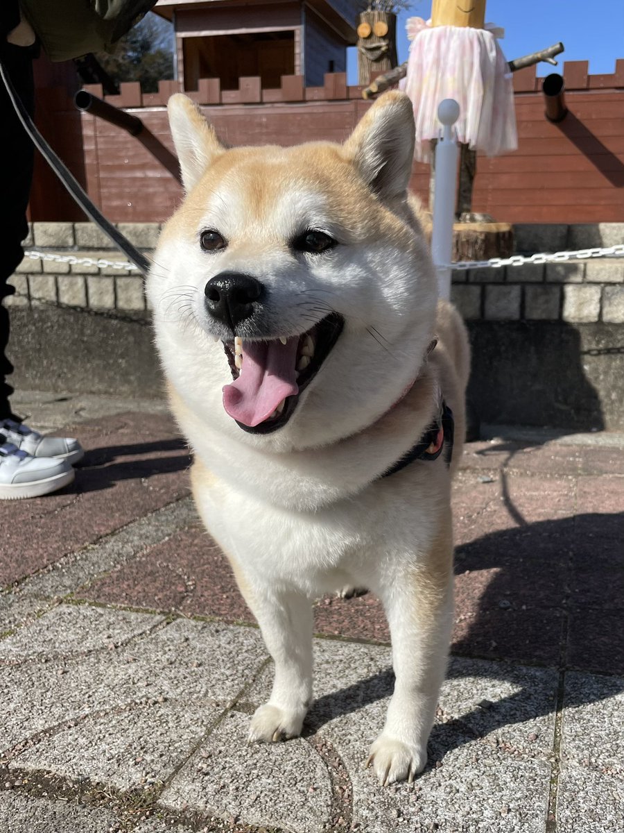 お散歩日和🐶

#柴犬 #柴犬くるみ #柴犬のいるくらし #バイク #ワンデム