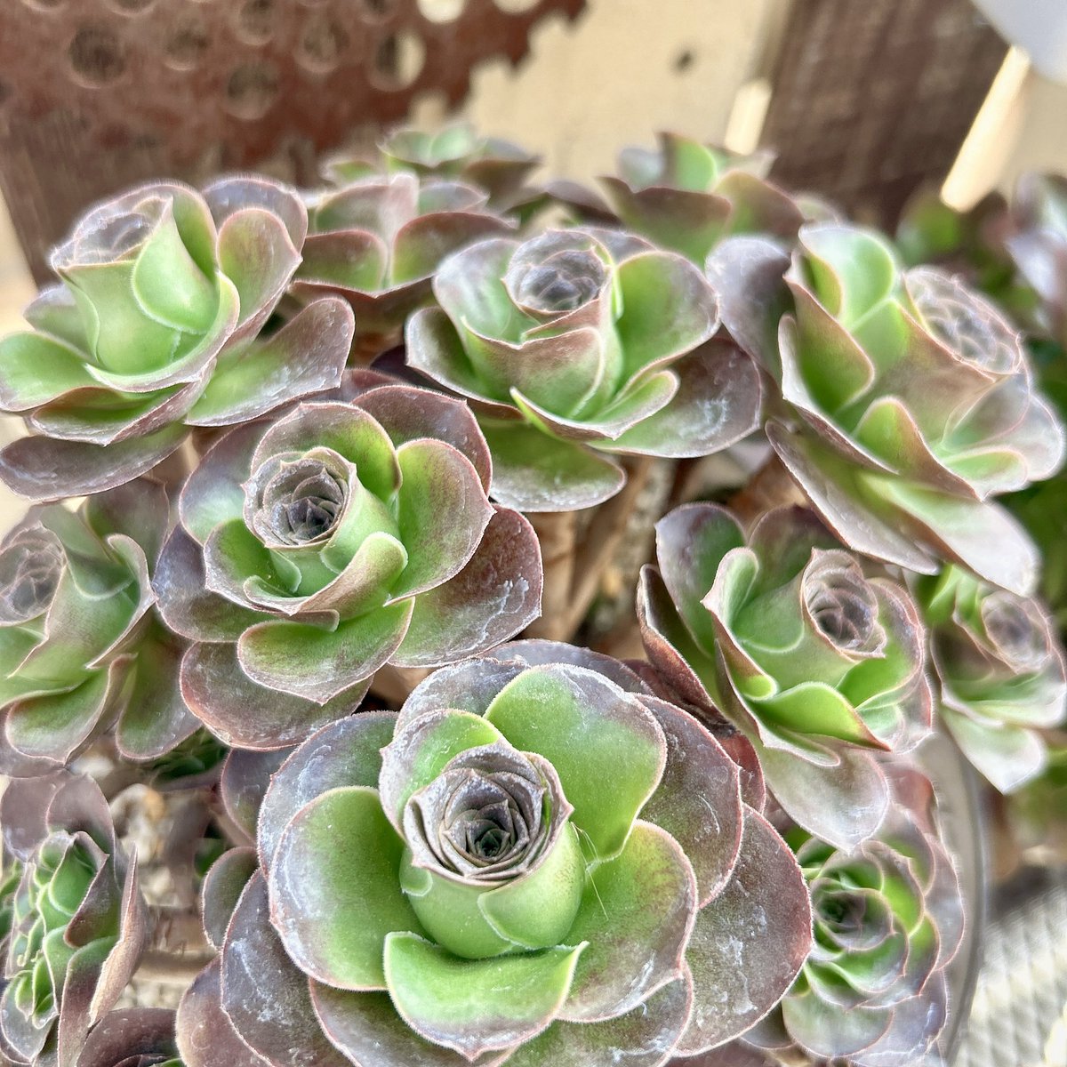 多肉 #多肉植物 #アエオニウム #魅金ローズ 魅金ローズの色が 変わっ