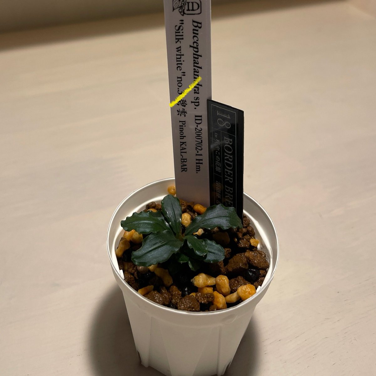 BBでお迎えした Bucephalandra sp. 