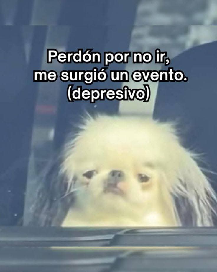 angelo_uf's tweet image. 