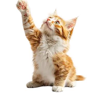 페냥이🐈‍⬛️